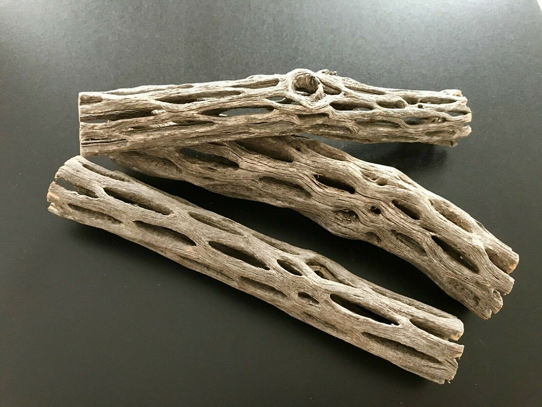 Aquarium Planted Seeds - ออร์แกนิก/ธรรมชาติ พิพิธภัณฑ์สัตว์น้ํา Cholla Cactus Wood บ้านรังกุ้ง,