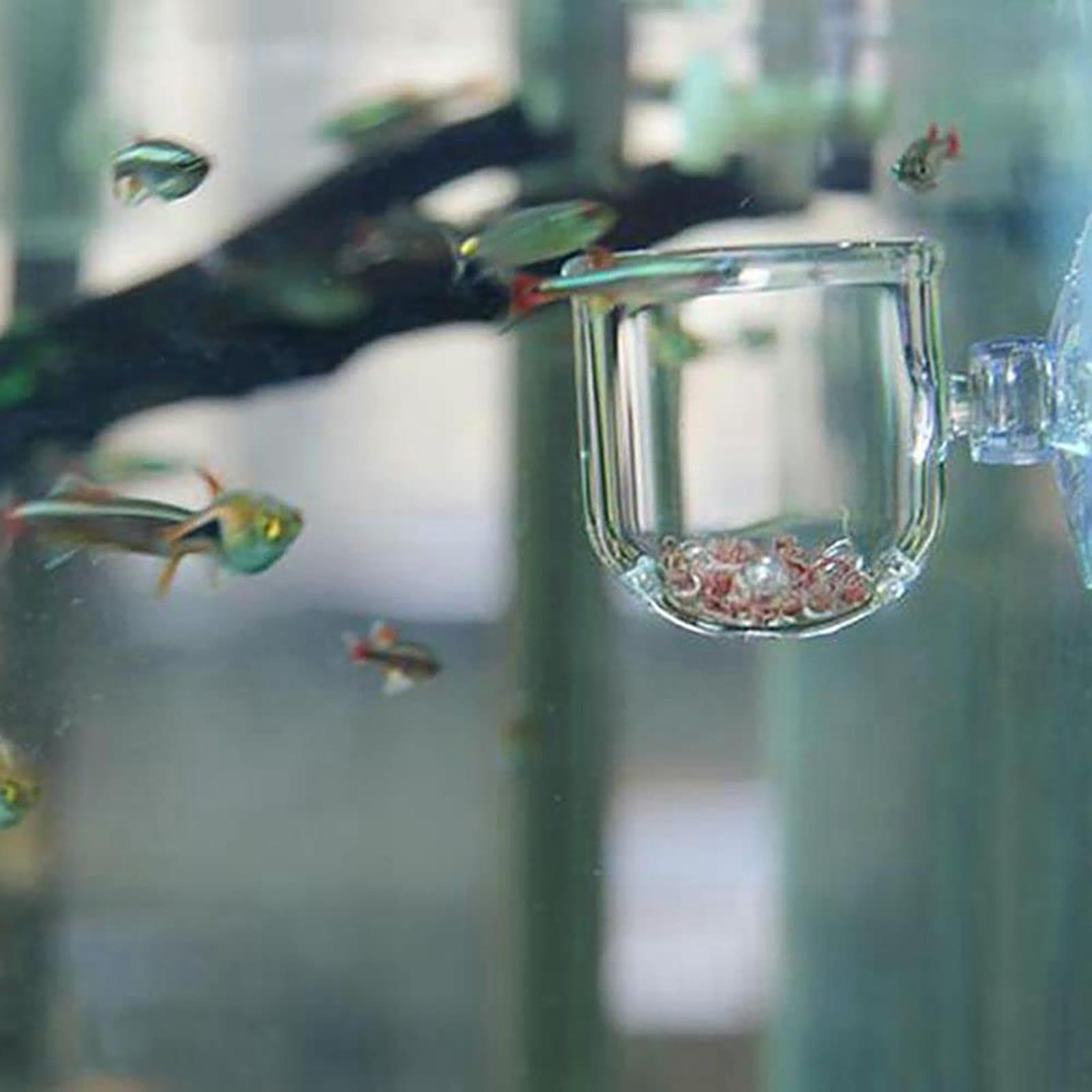 กระถางต้นไม้ตู้ปลาแก้วทรงกระบอ - Aquarium Planted Seeds บทวิจารณ์และราคา
