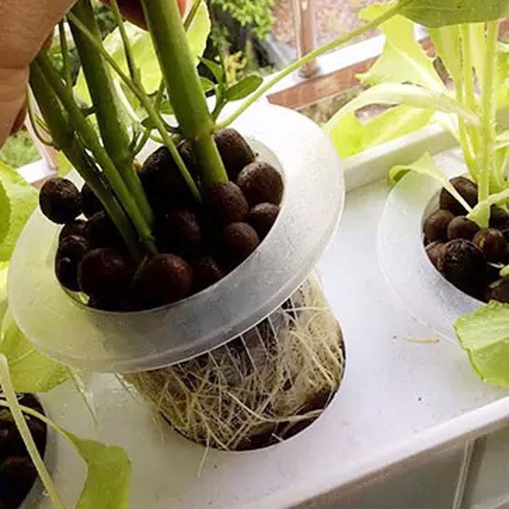 10/50 ชิ้น ถาดเพาะเมล็ดสำหรับต - Aquarium Planted Seeds บทวิจารณ์และราคา