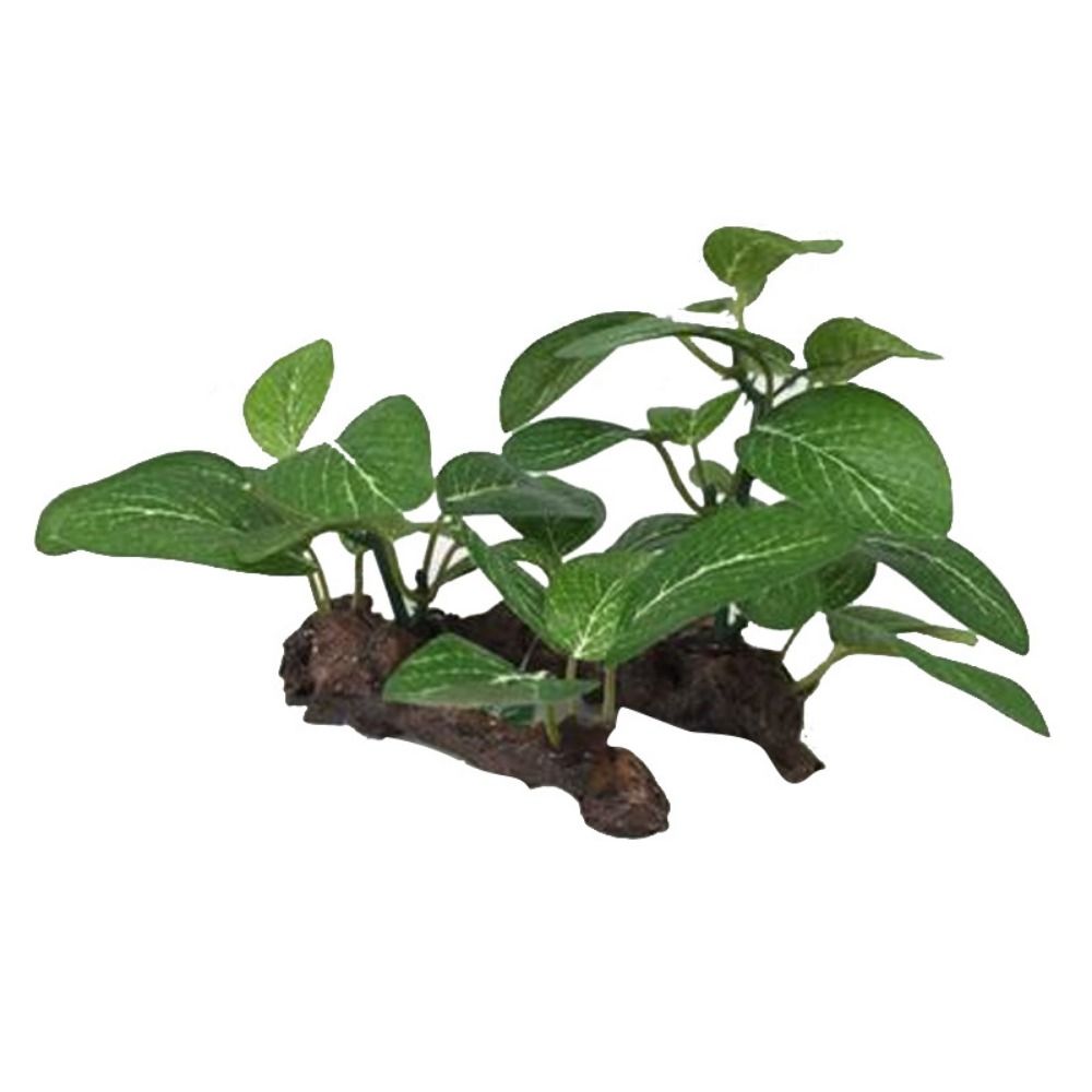 พลาสติกตกแต่งตู้ปลา ต้นไม้ประด - Planted Aquarium Jar บทวิจารณ์และราคา