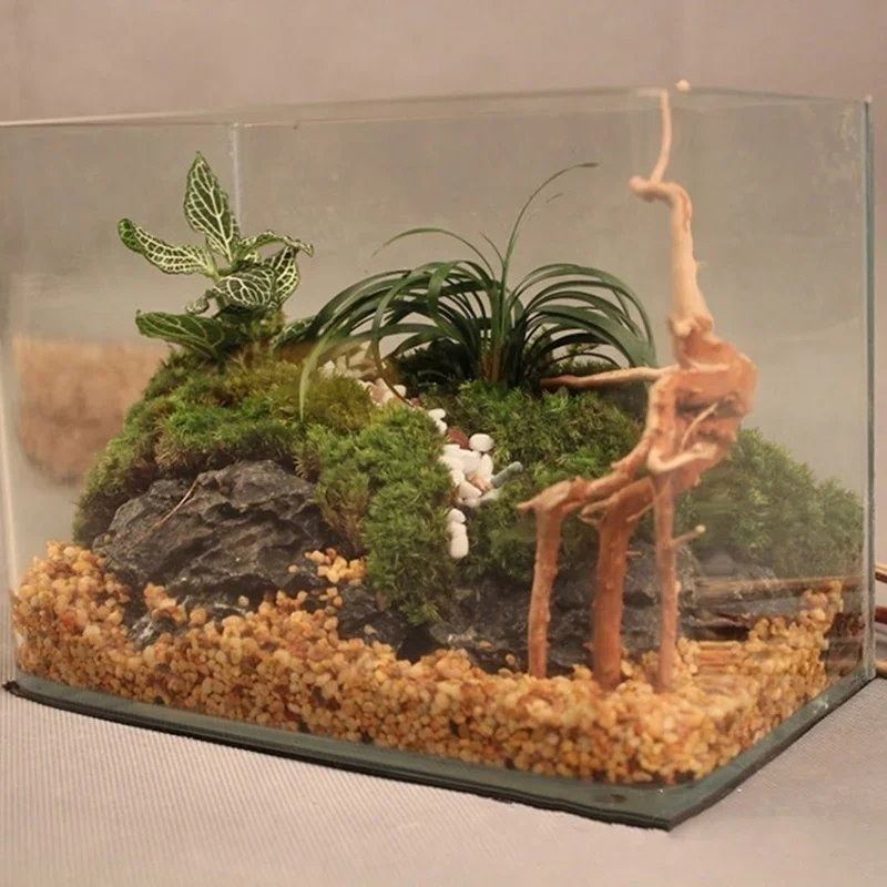 ต้นไม้ธรรมชาติลำต้นไม้ดริฟท์วู - Aquarium Planted Tree บทวิจารณ์และราคา