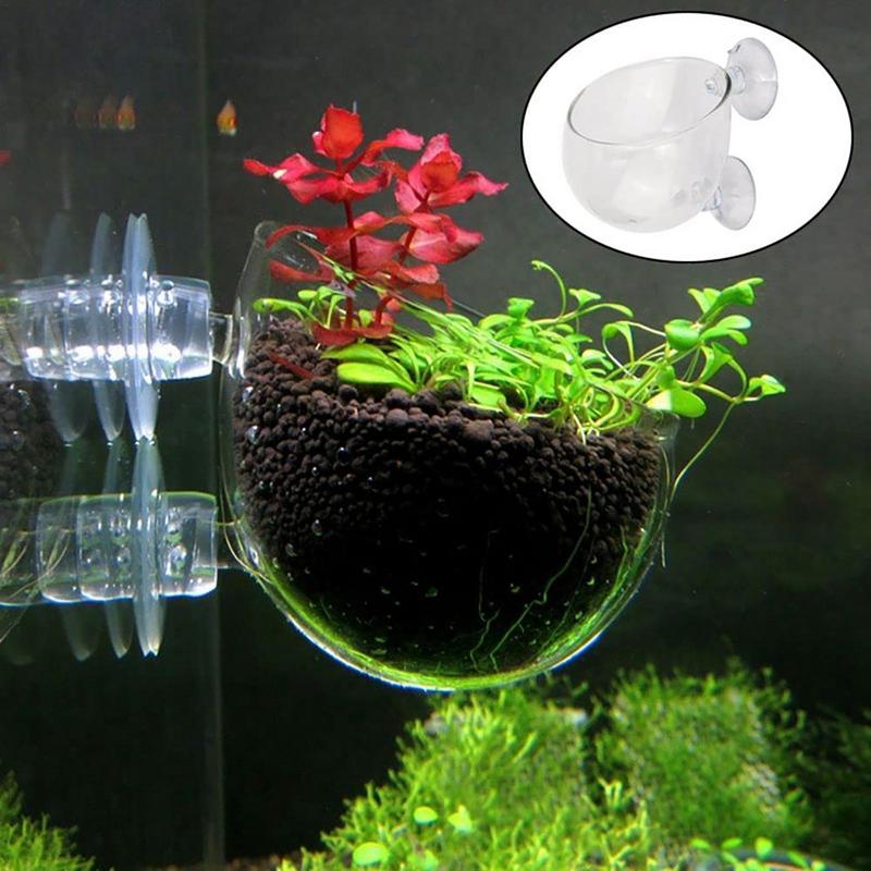 อะคริลิคพืชน้ําถ้วย Aquarium น - Aquarium Planted Seeds บทวิจารณ์และราคา