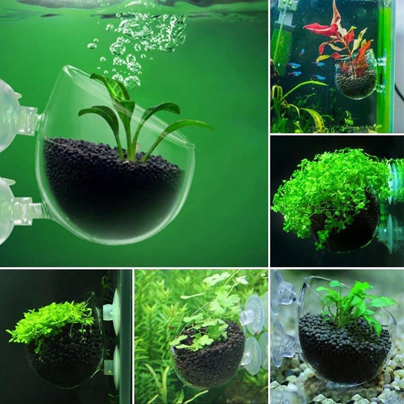 อะคริลิคพืชน้ําถ้วย Aquarium น - Aquarium Planted Seeds บทวิจารณ์และราคา