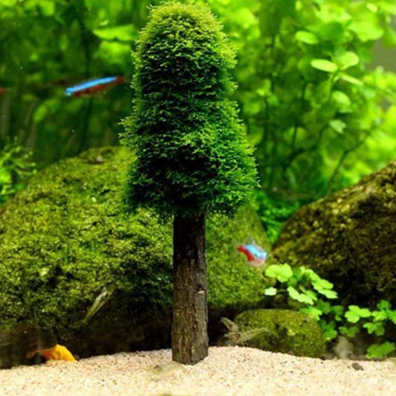 ของตกแต่งตู้ปลา ต้นไม้ประดิษฐ์ - Planted Aquarium Moss บทวิจารณ์และราคา