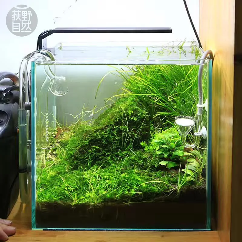 Chihiros C Series ADA สไตล์พืช - Planted Aquarium Mini บทวิจารณ์และราคา
