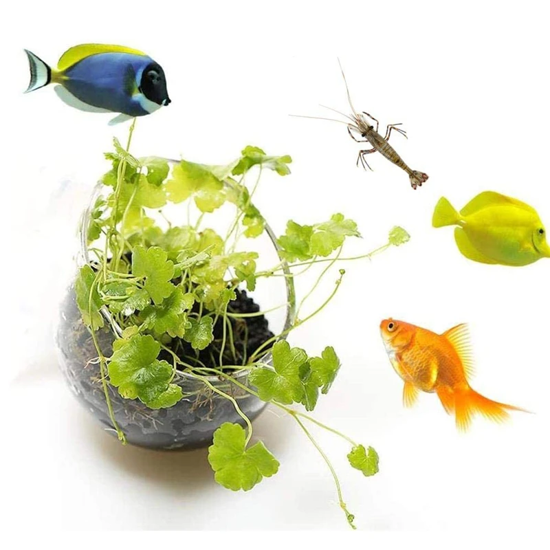 กระถางต้นไม้แก้วทรงกระบอกแบบให - Aquarium Planted Seeds บทวิจารณ์และราคา