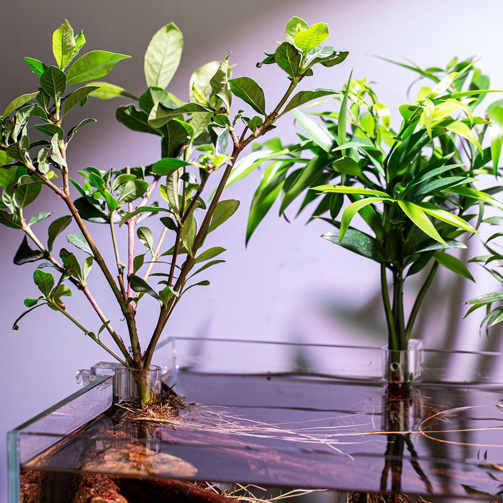 กระถางปลูกต้นไม้ขนาดเล็กสำหรับ - Planted Aquarium Mini บทวิจารณ์และราคา