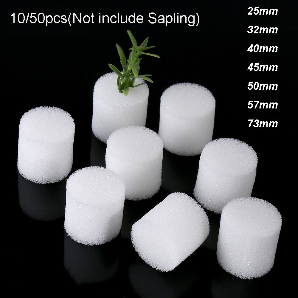 10/50Pcs ทนทาน Garden พิพิธภัณ - Aquarium Planted Seeds บทวิจารณ์และราคา