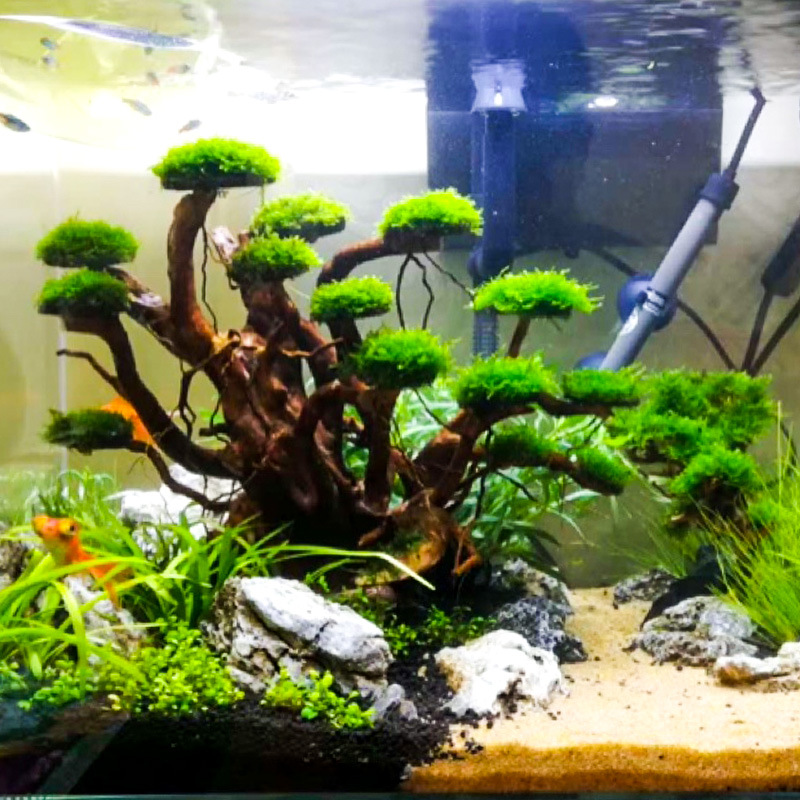 ต้นไม้ประดับตู้ปลา ตกแต่งด้วยม - Planted Aquarium Moss บทวิจารณ์และราคา