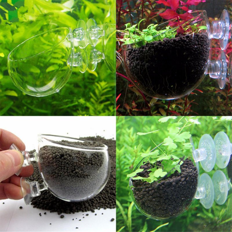 ถ้วยแก้วทรงกระบอกสำหรับกระถางต - Aquarium Planted Seeds บทวิจารณ์และราคา